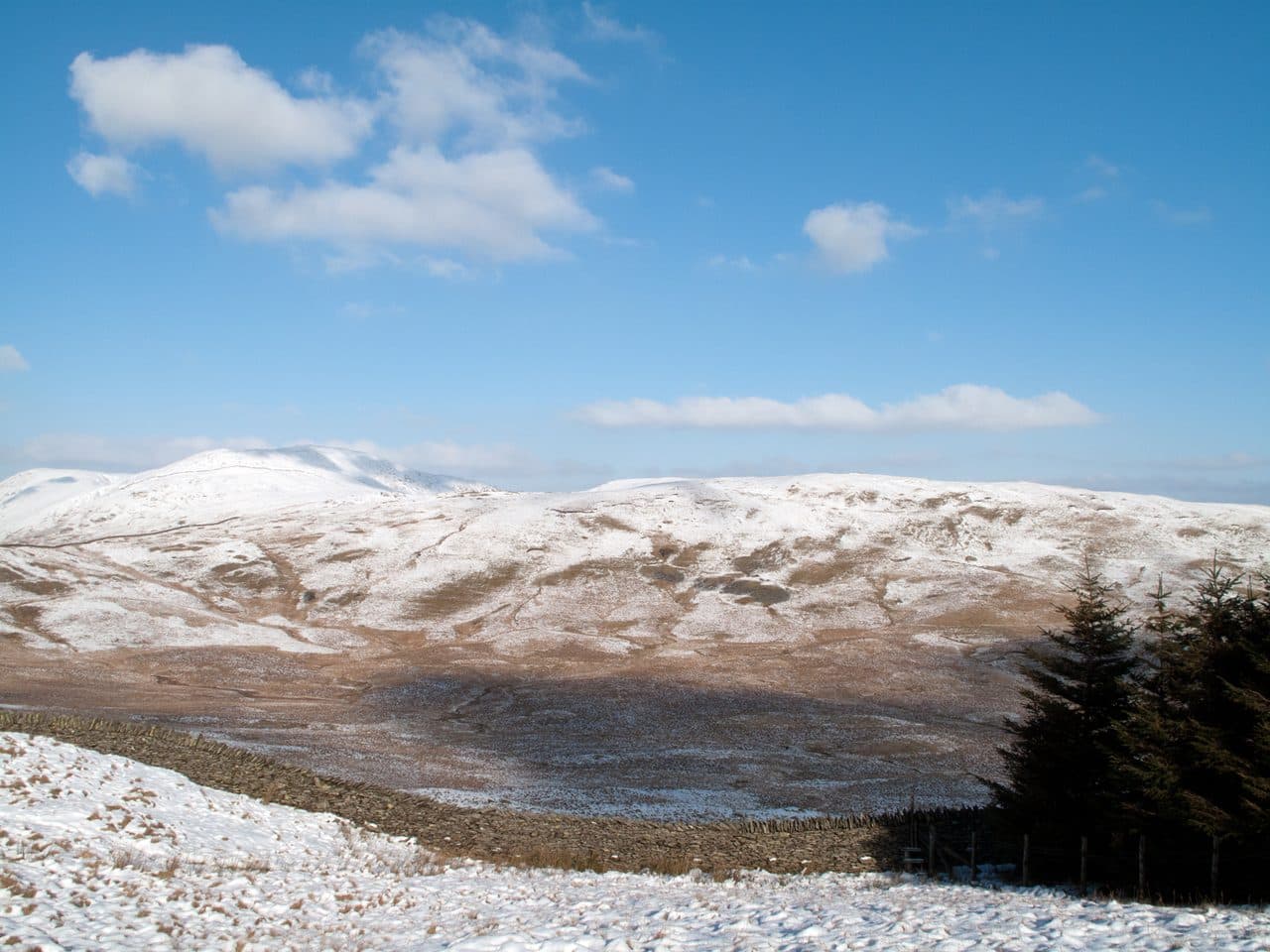 Sallows in the Far Eastern Fells